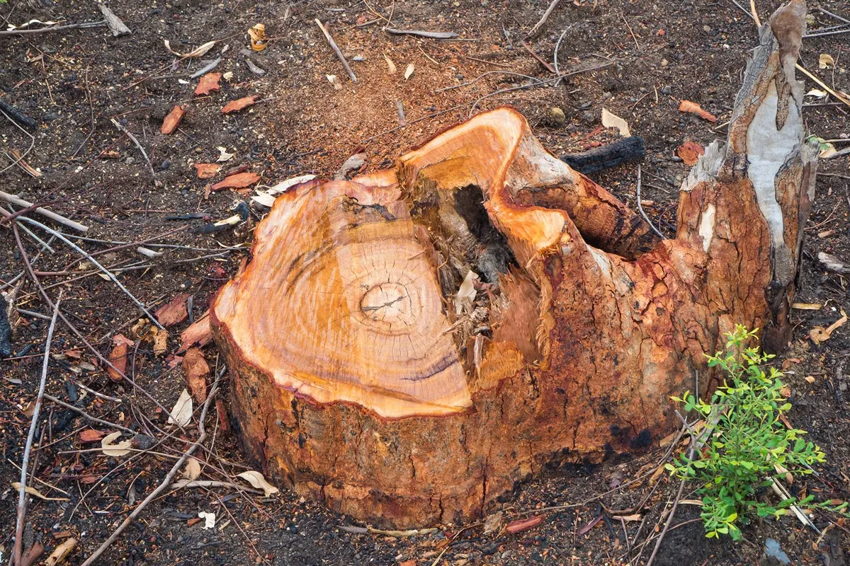 Stump Grinding Benefits