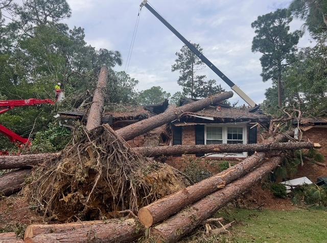 ALX Tree Service - Emergency Tree Service