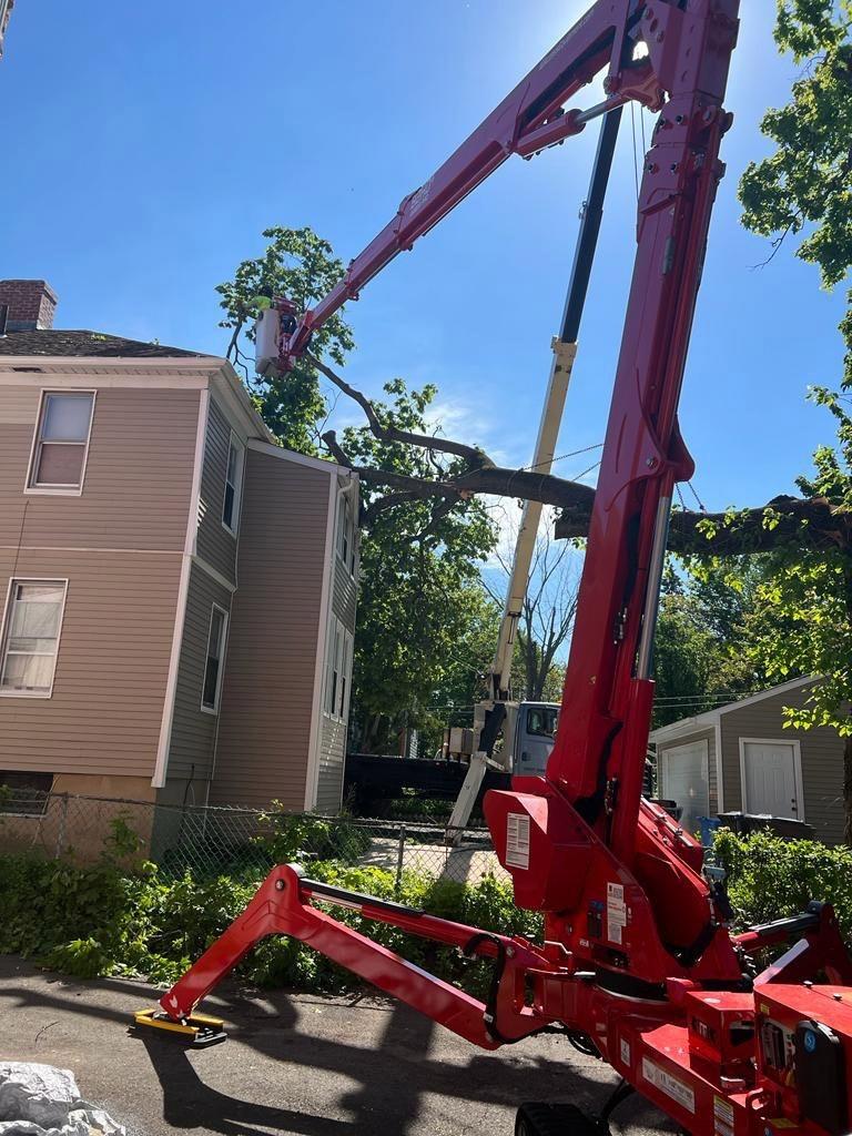 Tree Removal Service