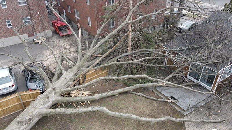 Tree Removal Service