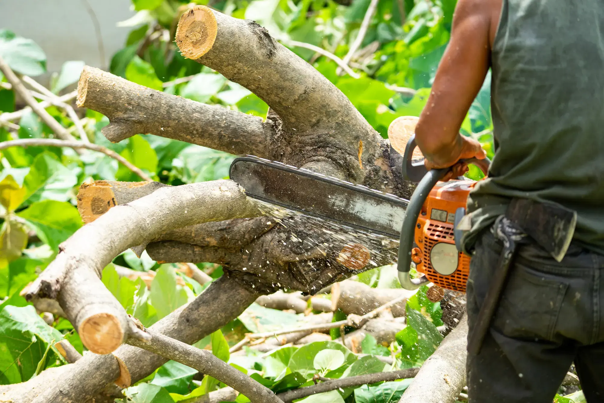 Tree Trimming Service