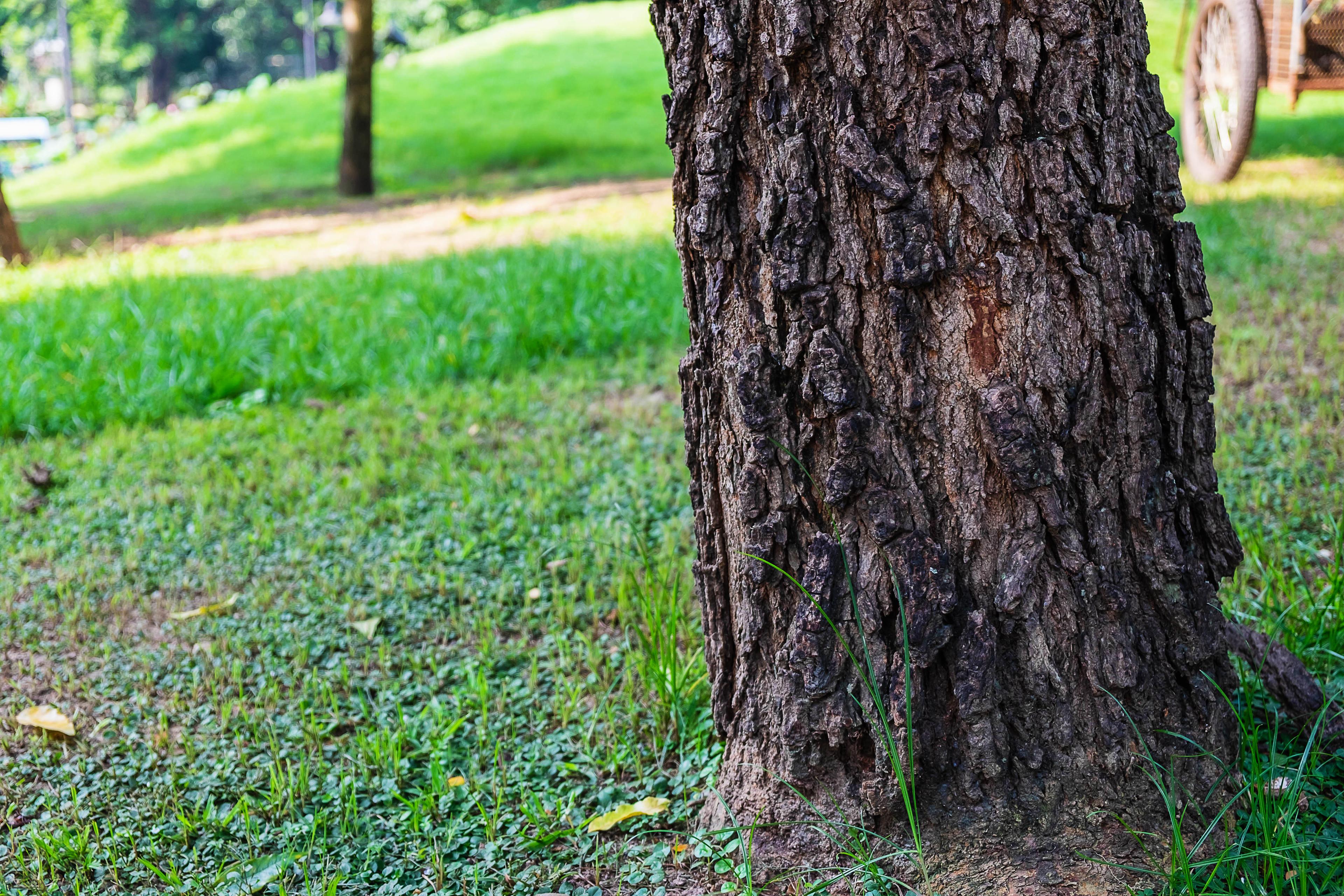 Tree Trunks: What Their Condition Reveals About Tree Health
