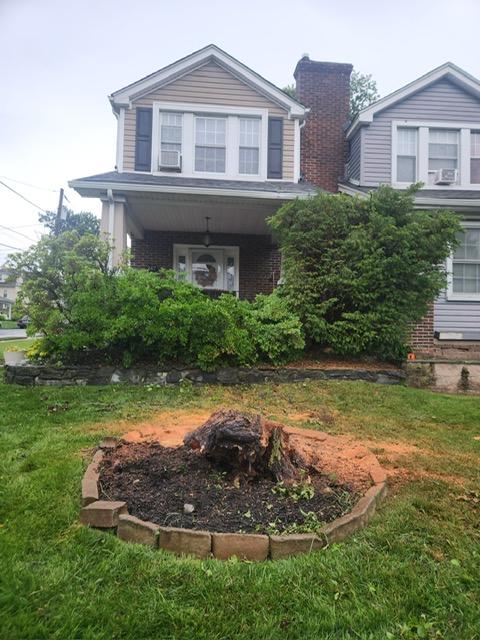 Smart & Safe Ways to Remove Tree Stumps for Good