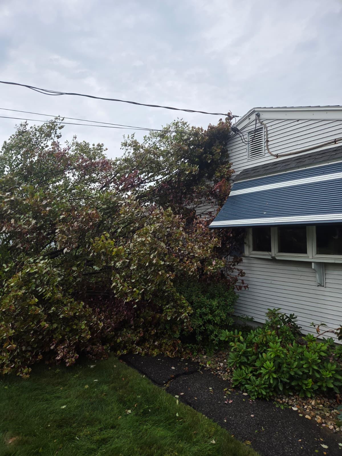 Windsor CT Tree Safety: Power Line Storm Protection
