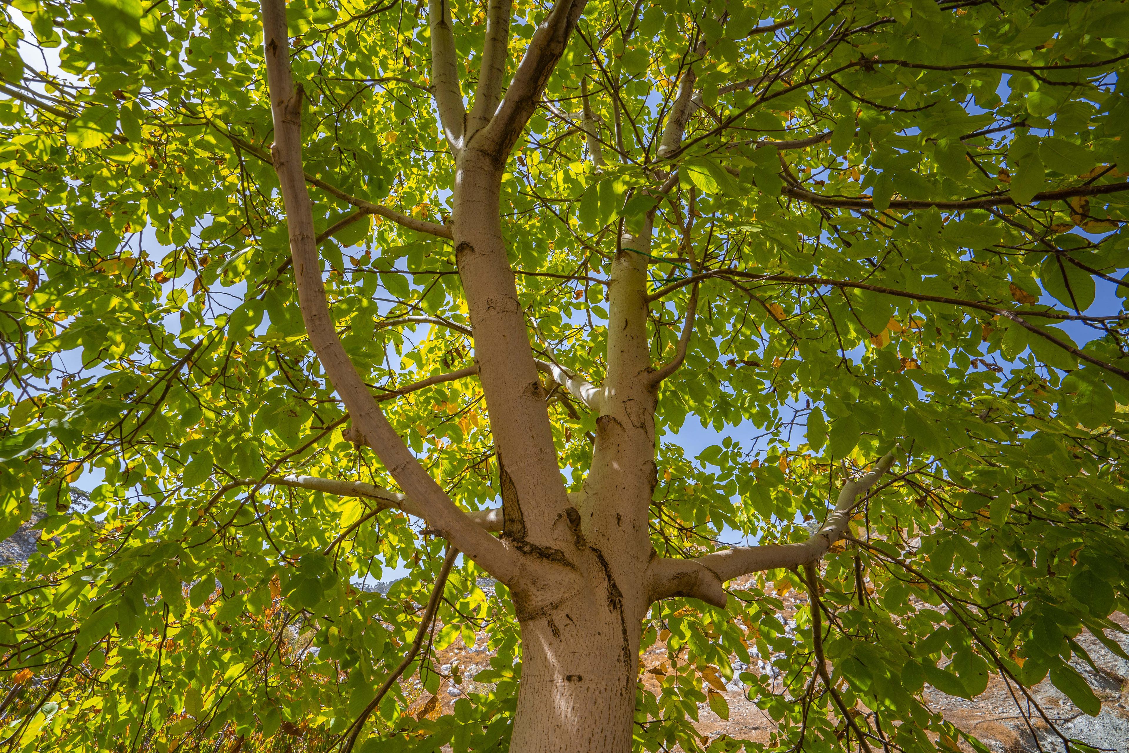 Top 5 Trees Most Likely to Fall During Connecticut Storms