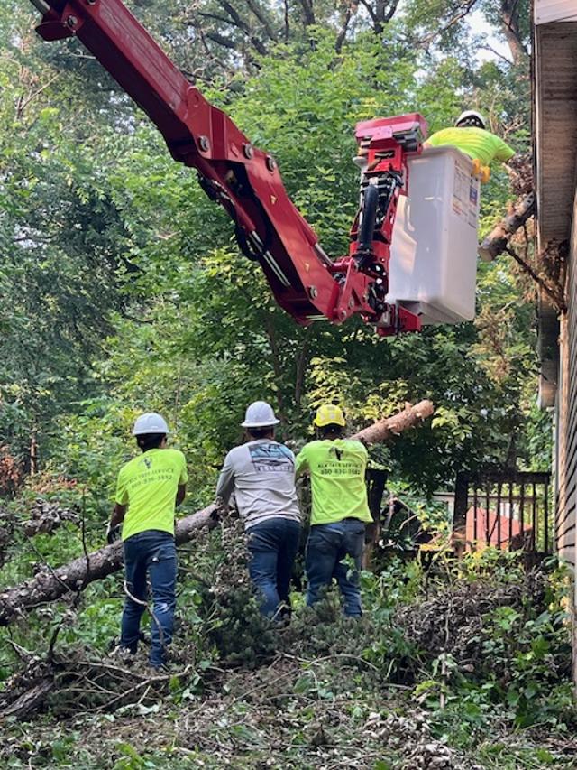Nor’easter Incoming: How to Protect Your Trees in Avon, CT