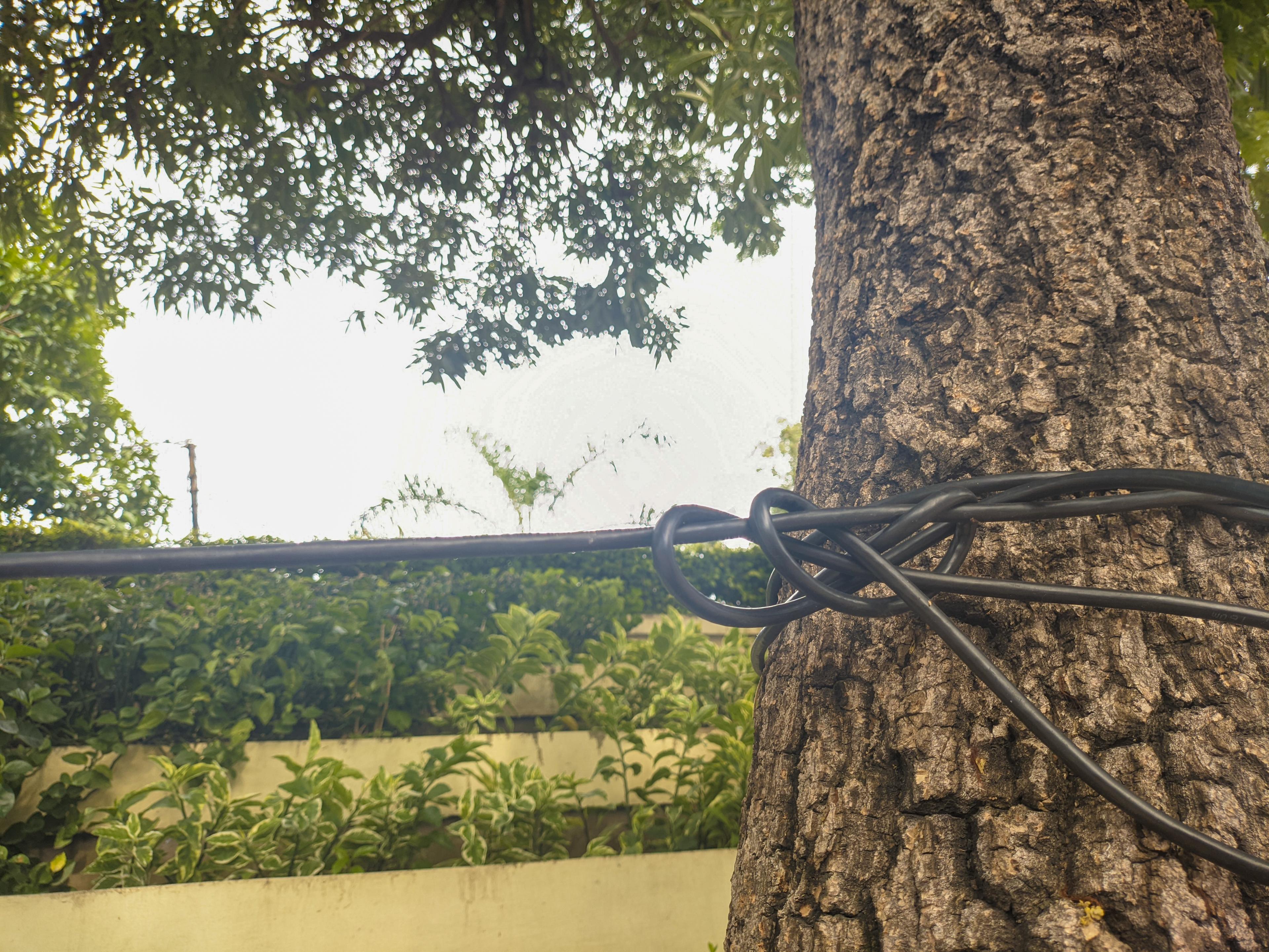 Tree Cabling & Bracing in Farmington, CT