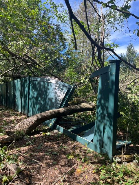 What Insurance Covers After a Fallen Tree