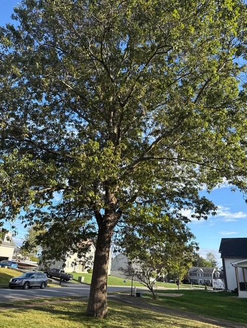 The Worst Times for Tree Trimming and Tree Removal