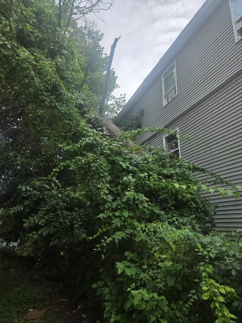 Central Connecticut Tree Care: 2025 Smart & Safe Guide