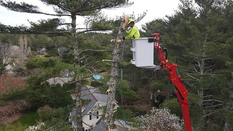 Signs It’s Time to Remove a Tree on Your Newington Property