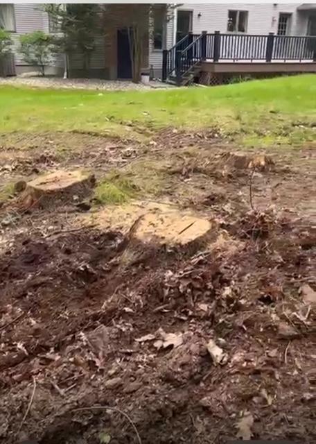 Farmington, CT Stump Grinding vs Stump Removal Guide