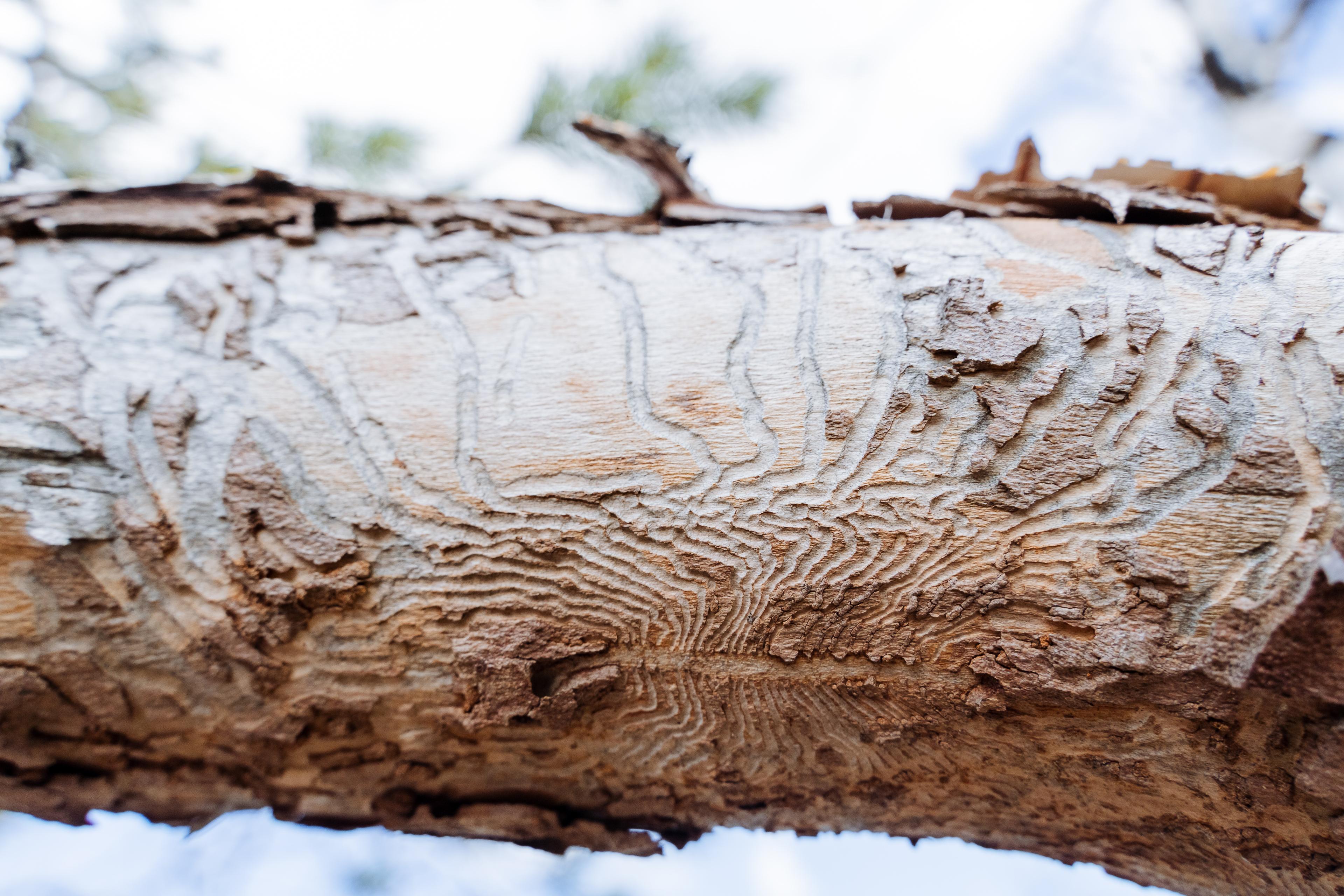 Emerald Ash Borer in CT: How to Protect Your Ash Trees