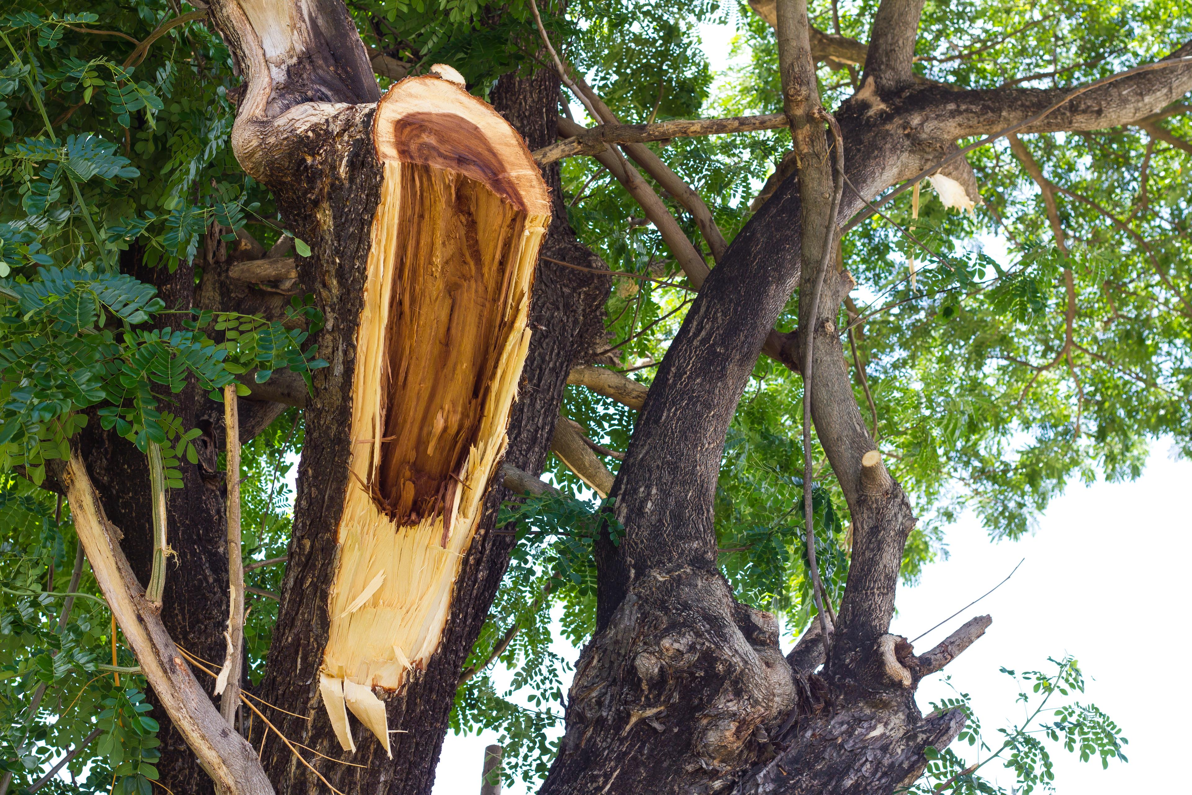 Hidden Tree Hazards in New Haven County