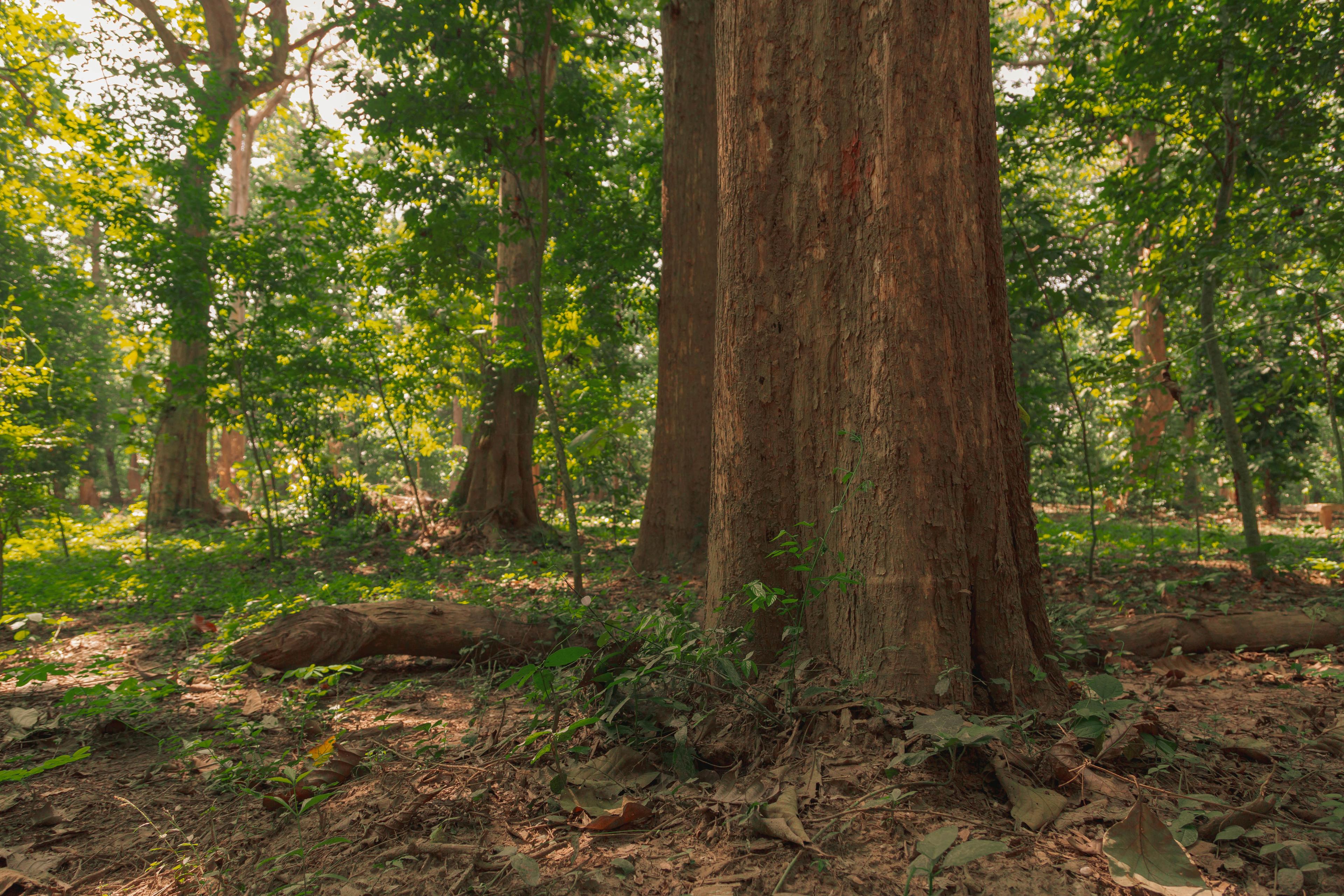 Beech Tree Problems in Fairfield County: What to Know