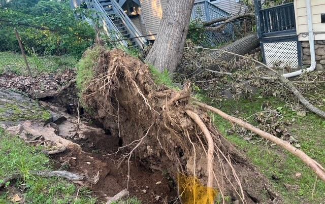 How to Kill Tree Roots Safely (Without Harming Your Yard)