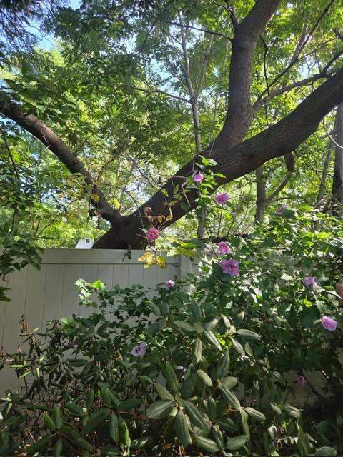 Can I Trim My Neighbor’s Tree in Windsor or Glastonbury CT?