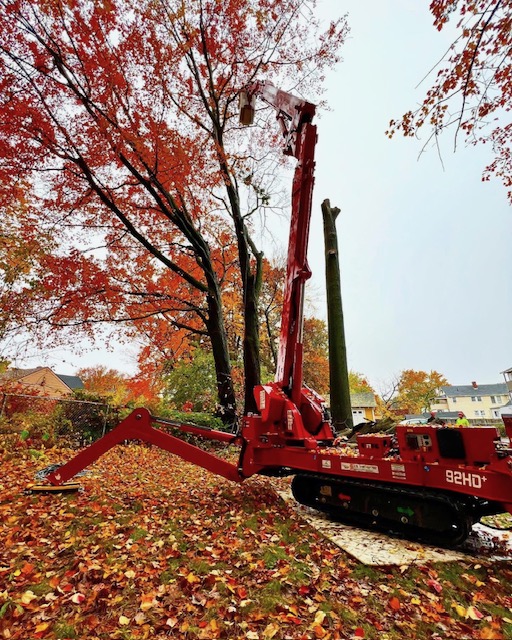 Professional Tree Trimming