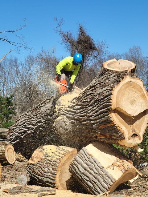 Stump Grinding