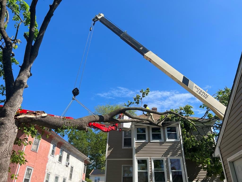 Tree Removal